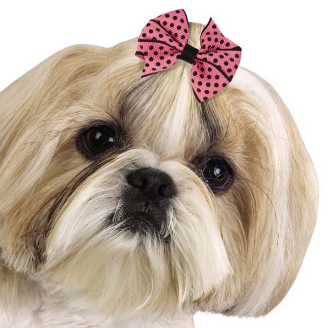 Hunde-Haarschleifen-Set DOTTY