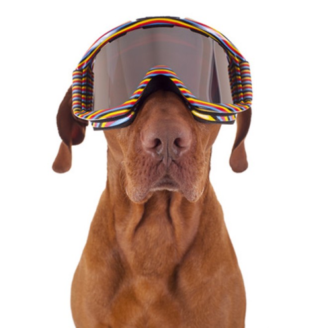 Hunde-Überraschungsbox SKI HEIL