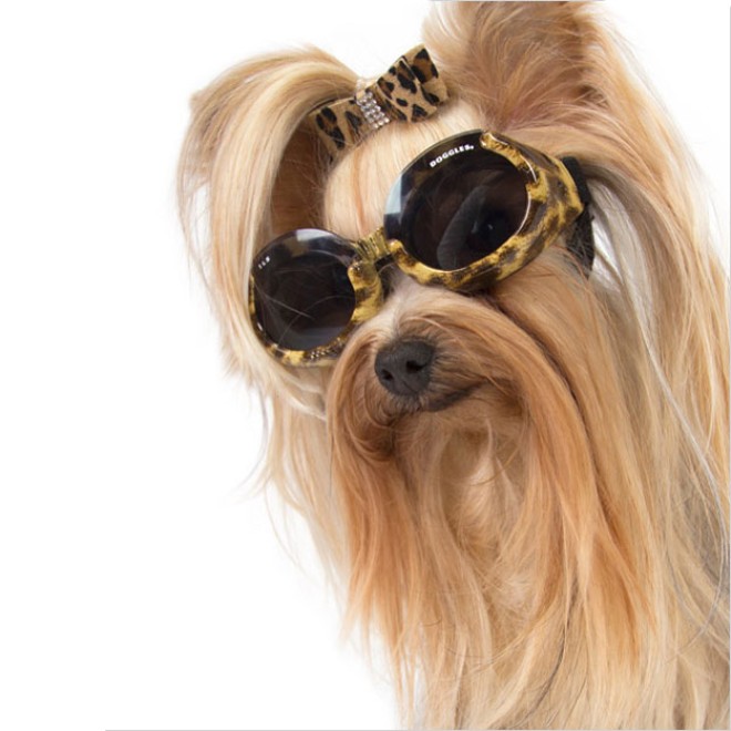 Hundebrille Leo-Look Gr. L