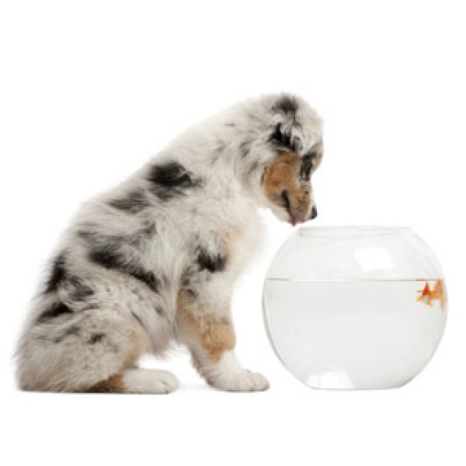 HundeÜberraschungsbox WATERKANT für Fischliebhaber, Hundefutterpaket