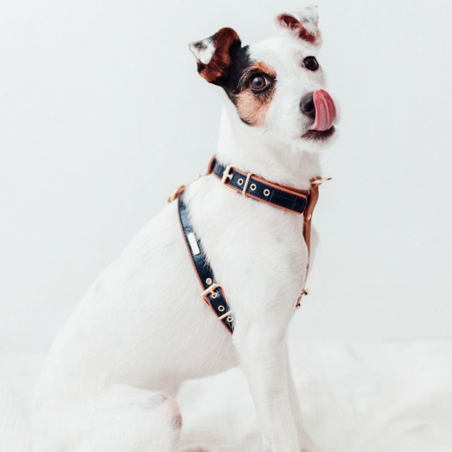 Exklusives Hundegeschirr Leder Milano Navy