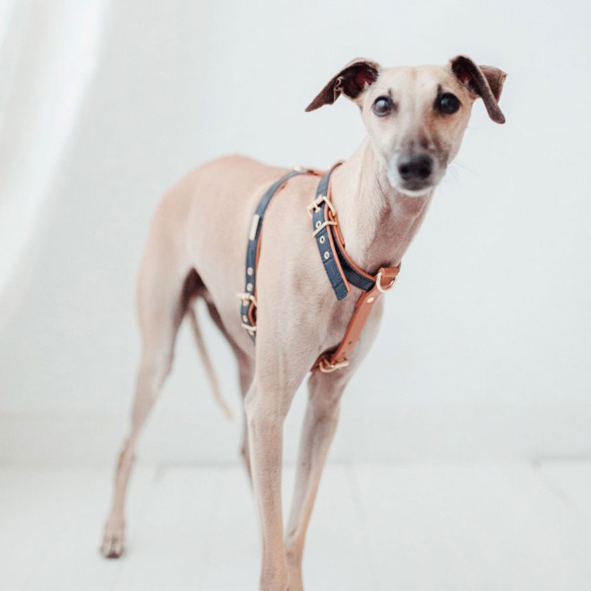 Exklusives Hundegeschirr Leder Milano Navy