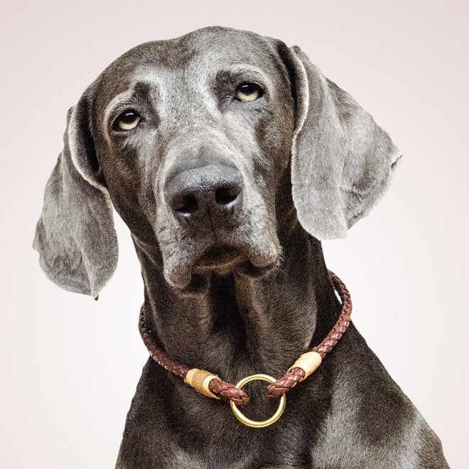 Geflochtenes Leder-Hundehalsband braun