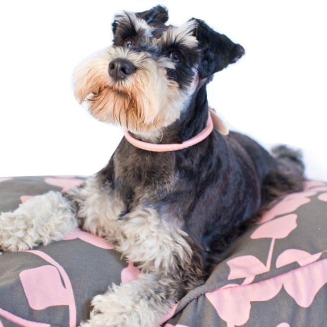 Hundekissen-Bezug zum Selberfüllen in 3 Größen Rayong rose