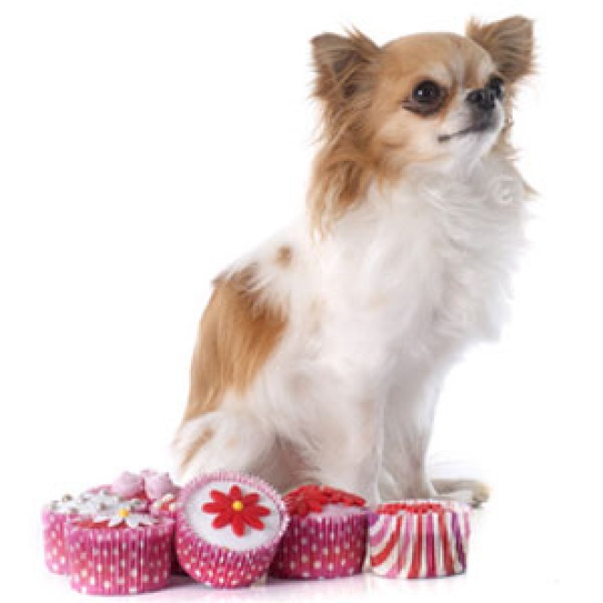 Hunde-Überraschungsbox TEATIME