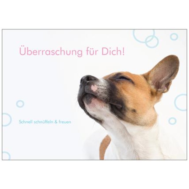 Hunde-Überraschungsbox SKI HEIL