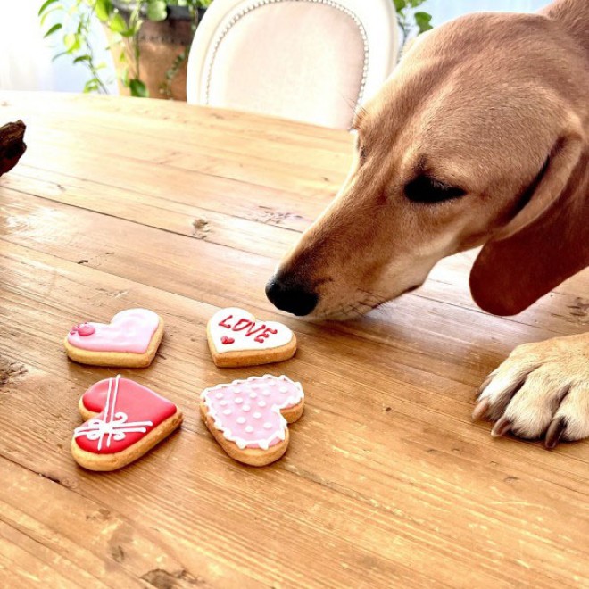 Herz-Hundekekse LOVE in Geschenkbox