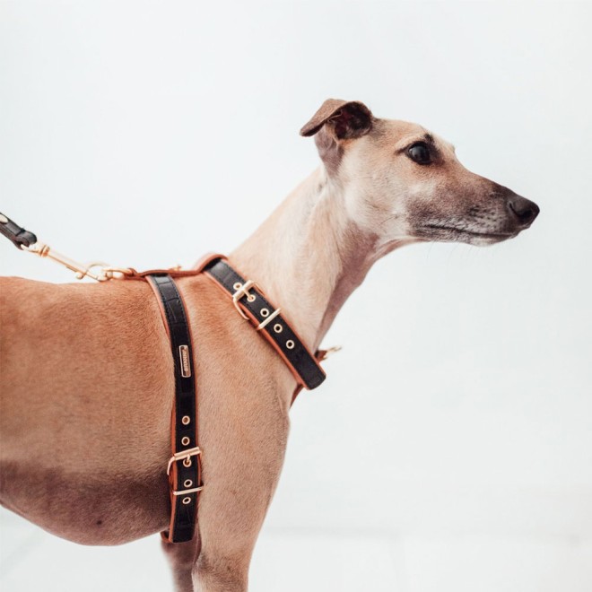 Exklusives Hundegeschirr Leder Milano Black