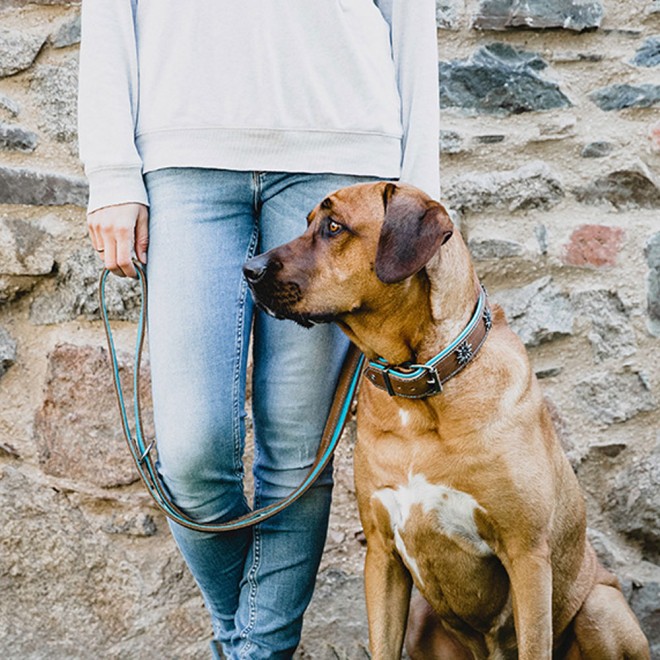 Leder-Hundehalsband Edelweiß petrol