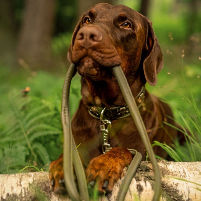 Hundeleine Leder rund khaki 3fach verstellbar