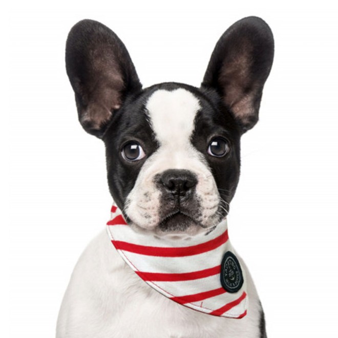 Milk & Pepper maritimes Hundehalstuch GURVAN YACHTING rot