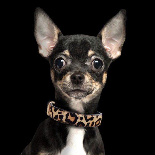 Milk & Pepper Hundehalsband Leoparden-Design