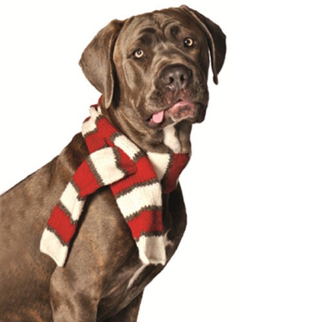Hundeschal Nordland 55 cm Länge
