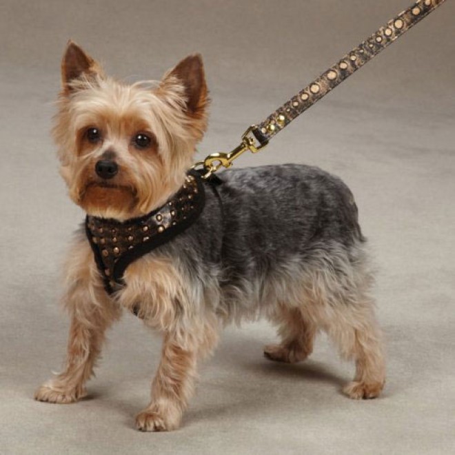 Softbrustgeschirr für Hunde Nietenoptik Kupfer