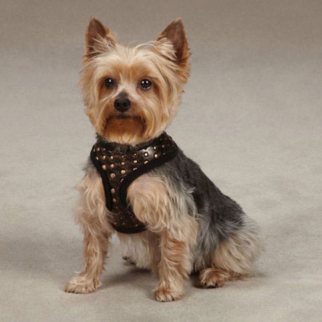 Softbrustgeschirr für Hunde Nietenoptik Kupfer