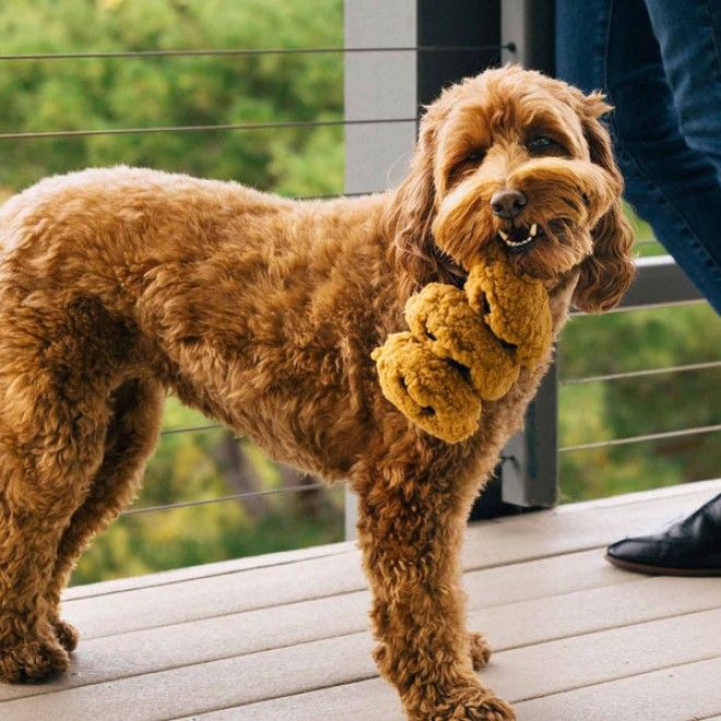 Robustes Hundespielzeug COOKIES am laufenden Band