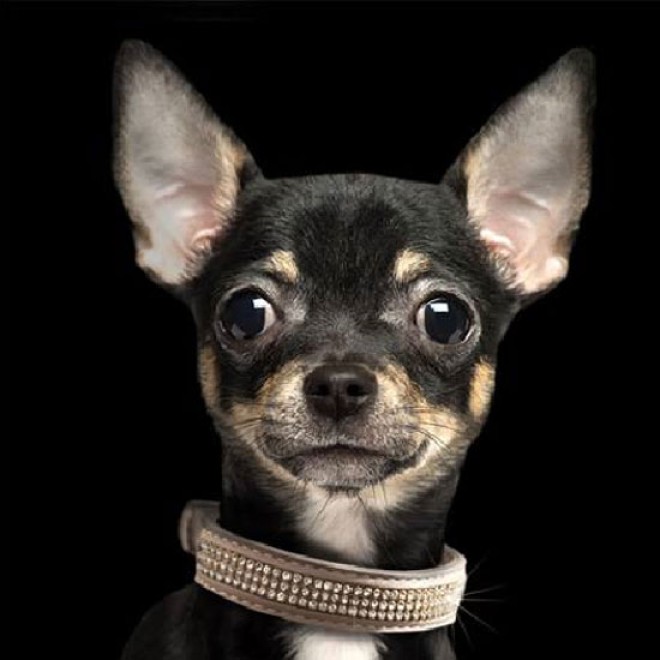 Strass-Hundehalsband GLAMOUR STAR taupe Milk & Pepper-Kollektion