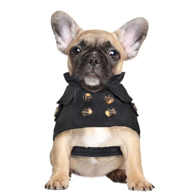 Hunde-Trenchcoat Black Wings für kleine Hunderassen