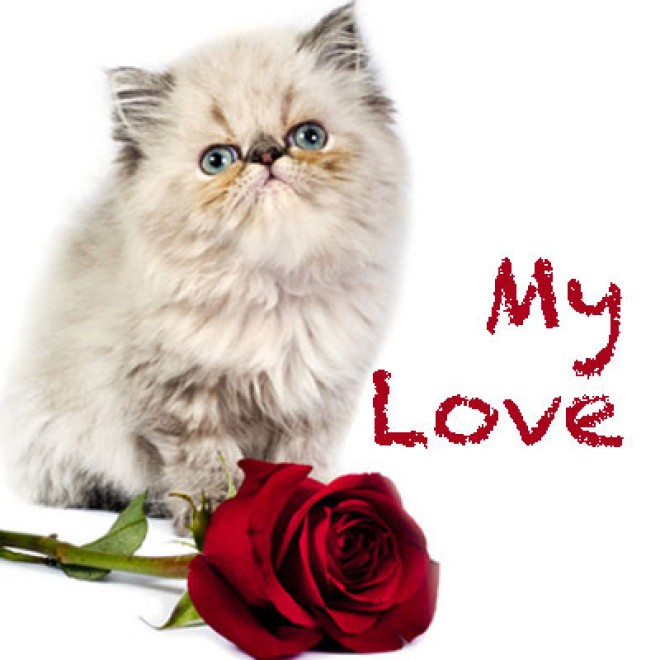 Valentins-Überraschungspaket für Katzen