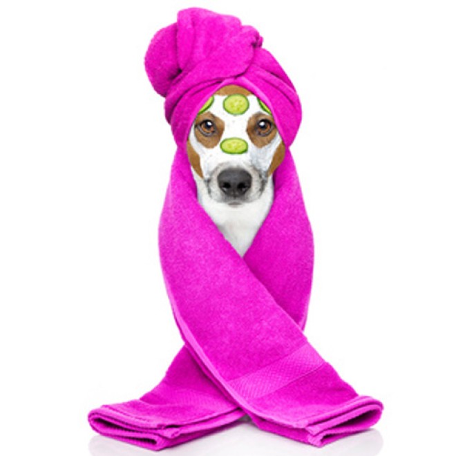 HundeÜberraschungsbox DAY SPA Hundewellnessprodukte online kaufen