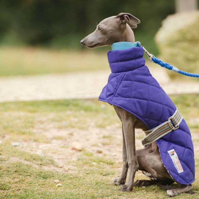 Stepp-Windhundmantel Royal für Italien Greyhound & Whippets (wird schnellst möglich portofrei nachgeliefert)