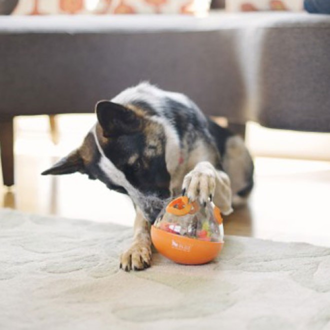 Wobble Ball interaktives Hunde-Snackspielzeug