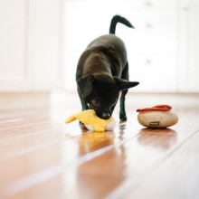 Robustes Plüsch-Hundespielzeug BENNY'S BENEDICT von P.L.A.Y.