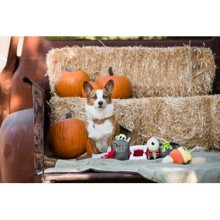 Halloween-Hundespielzeug Hexenritt