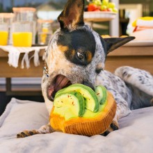 Robustes Plüsch-Hundespielzeug AVOCADOTOAST von P.L.A.Y.