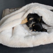 Schlafsack Chihuahua