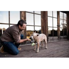 Halloween-Hundespielzeug Grabstein