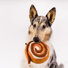 Robustes Hundespielzeug ZIMTSCHNECKE Cinnabone