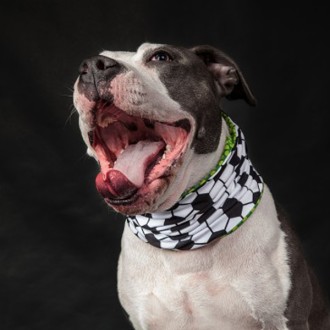 Doggyloop WADENBEISSER Grösse L, XL - Das Fussball-Hundehalstuch