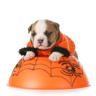 Halloween-Überraschungsbox für Hunde