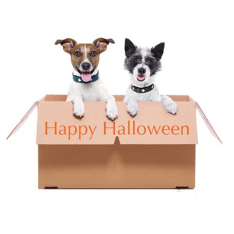 Hunde-Überraschungsbox