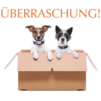 Hunde-Überraschungspaket einmalig