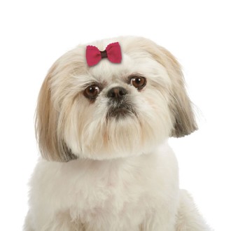 Hundeschleife Molly in 4 Trend-Farben