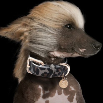 Milk & Pepper Hundehalsband Panther Leo-Design grau