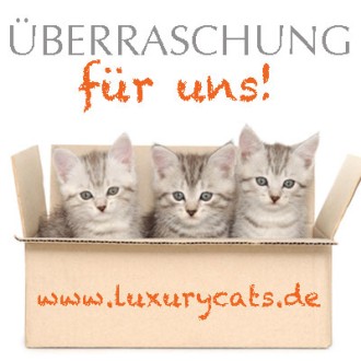 Katzen-Überraschungspaket einmalig & im Abo