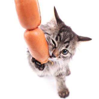 Katzenfutter-Überraschungsbox FLEISCH IST MEIN GEMÜSE