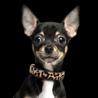 Milk & Pepper Hundehalsband Leoparden-Design