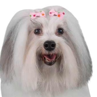 Hundehaarspange Little Star