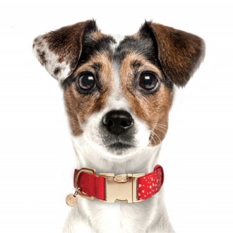 Luxus-Hundeleinen & Hundehalsbänder online