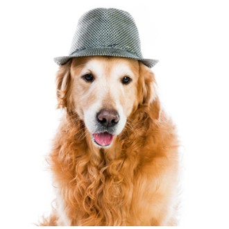 Hunde-Überraschungsbox GRAUE SCHNAUZEN für Senioren