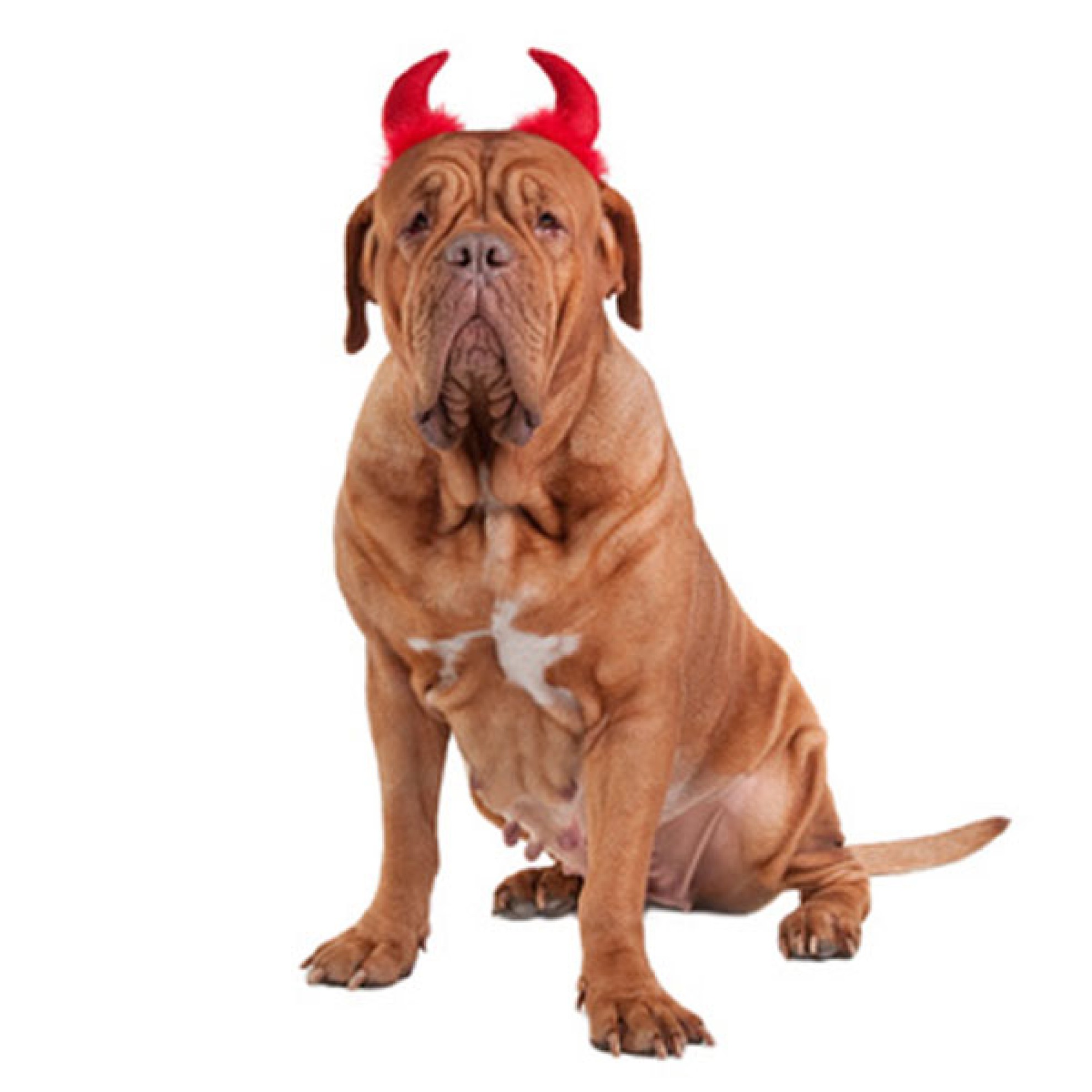 HalloweenÜberraschungsbox für große Hunde, HundeÜberraschungspaket