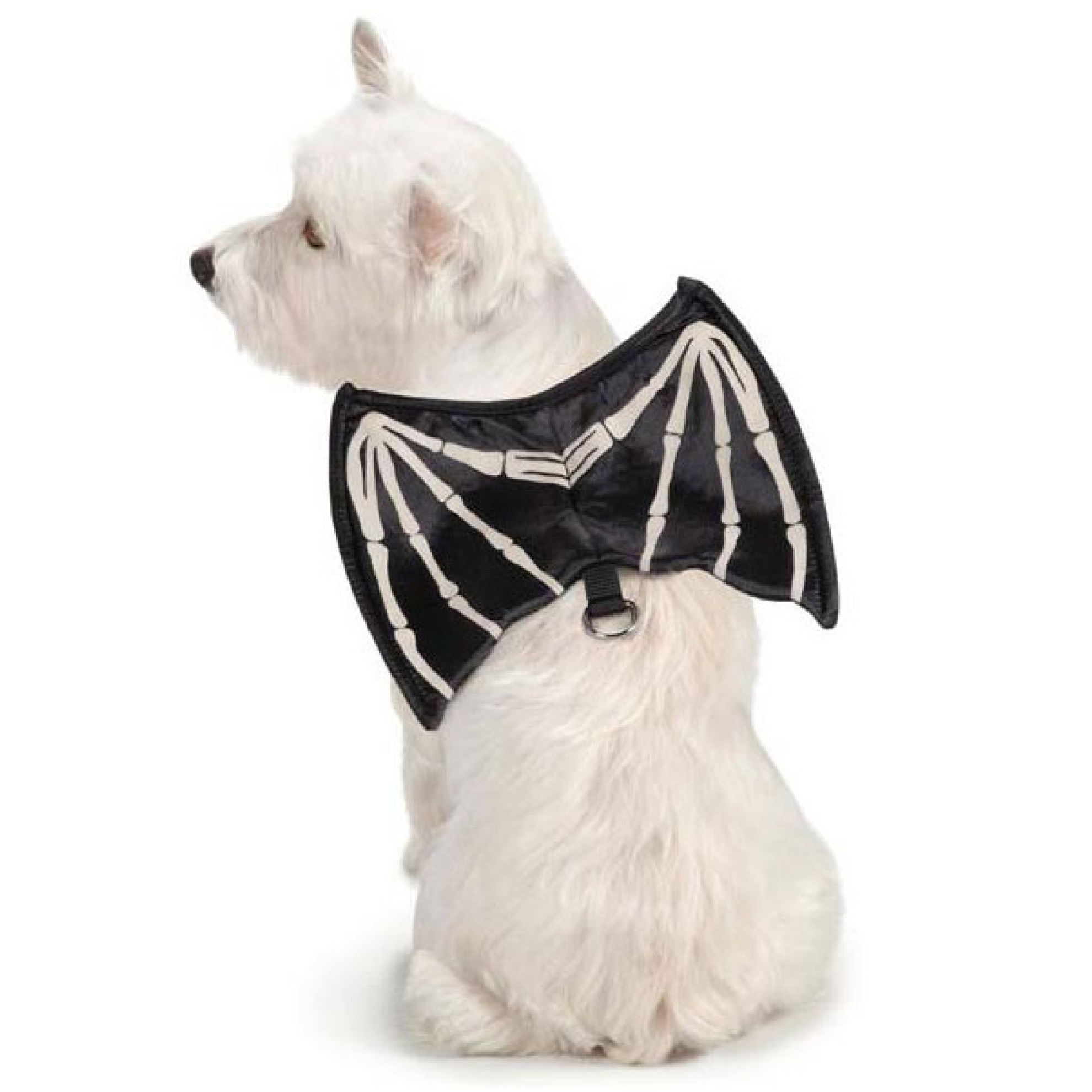 HalloweenÜberraschungsbox für mittelgroße Hunde, HundeÜberraschungspaket