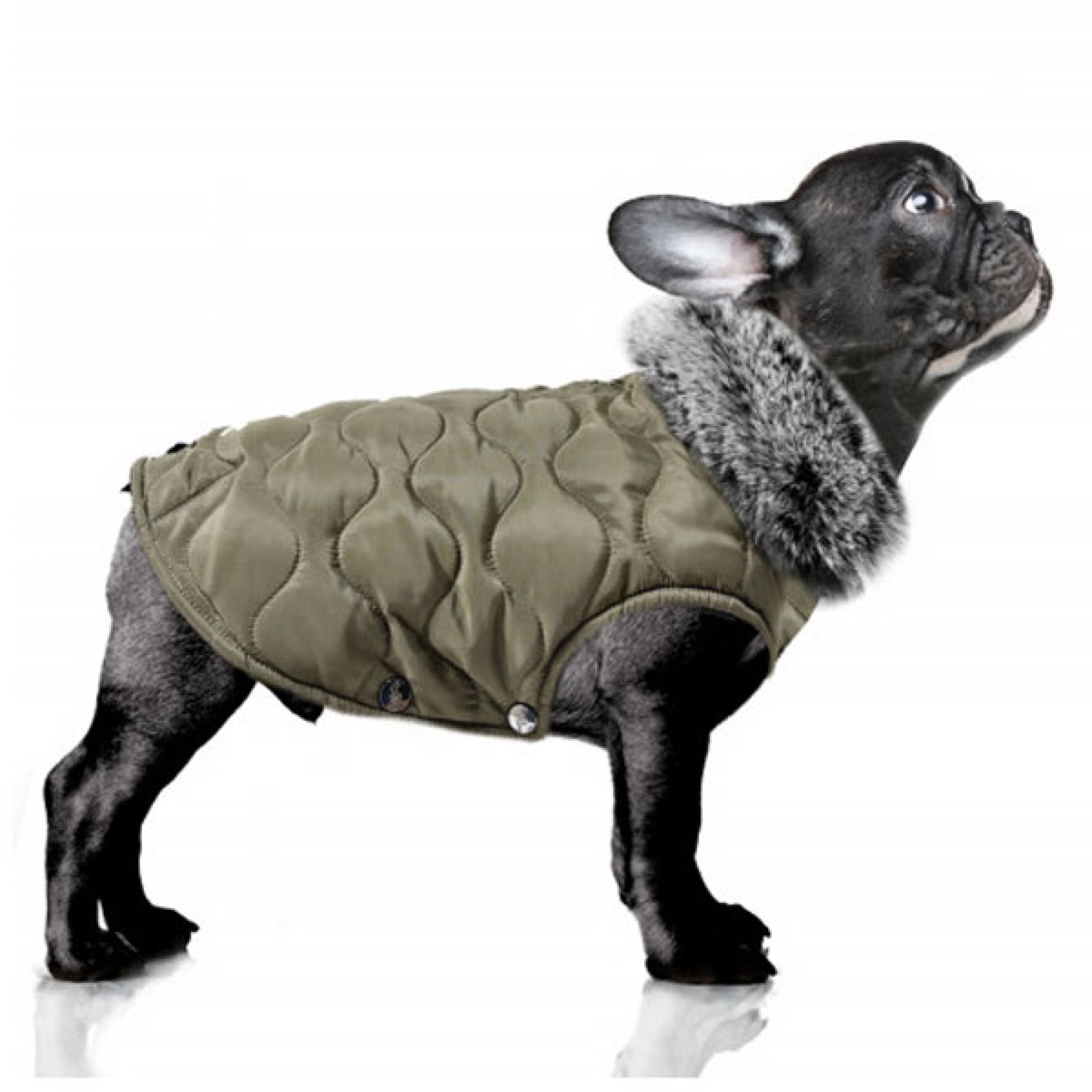 Milk & Pepper wasserabweisende Hundejacke Theodore auch für Mops & Bully