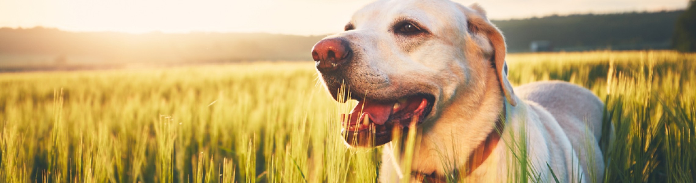 neues Silderelement 2