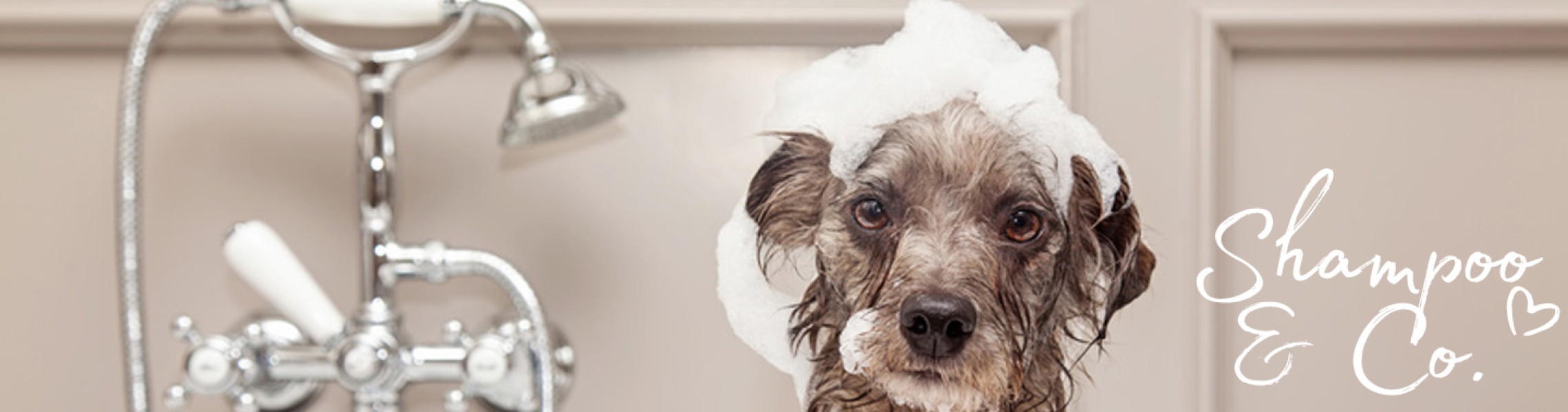 Hundeshampoo